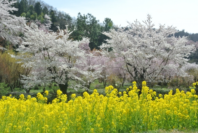 soku_33872.jpg :: 福島県 花見山公園 植物 花 桜 サクラ 菜の花 