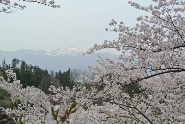 soku_33873.jpg :: 福島県 花見山公園 植物 花 桜 サクラ 