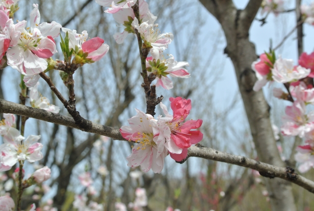 soku_33874.jpg :: 福島県 花見山公園 植物 花 桜 サクラ 