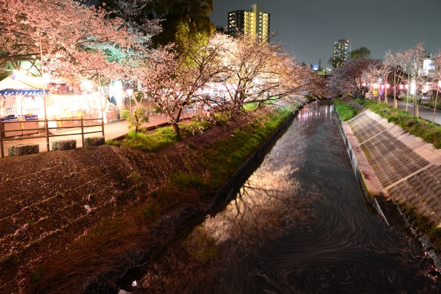 soku_33967.jpg :: 植物 花 桜 サクラ 夜桜 満開 
