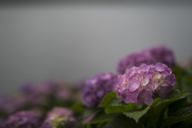 soku_34112.jpg :: 植物 花 紫陽花 アジサイ 