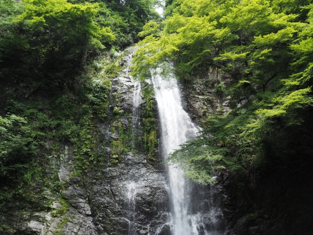 soku_34173.jpg :: 風景 自然 滝 新緑 