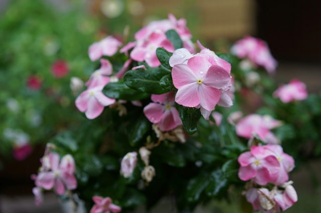 soku_34325.jpg :: 植物 花 ピンクの花 