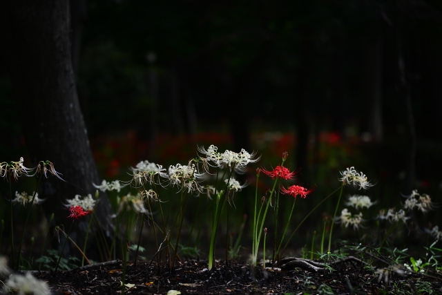 soku_34406.jpg :: 植物 花 赤い花 白い花 