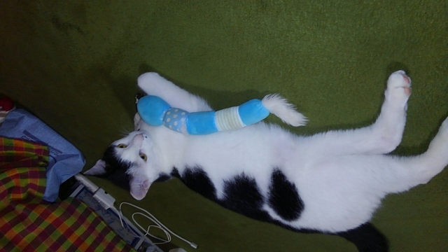 soku_34464.jpg :: みーちゃん おもちゃ 動物 哺乳類 猫 ネコ 
