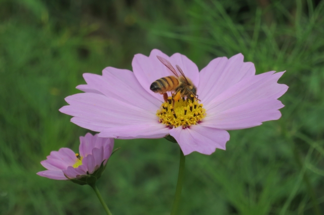 soku_34539.jpg :: 植物 花 秋桜 コスモス 動物 虫 昆虫 蜂 ハチ はちみつ集め マクロ 