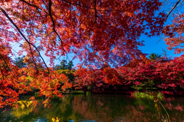 soku_34653.jpg :: 風景 自然 紅葉 秋 雲場池 水面 水鏡 
