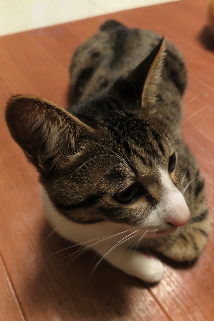 soku_34659.jpg :: 動物 哺乳類 猫 ネコ モコ 眠い 
