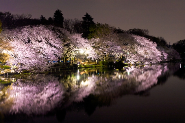 soku_34678.jpg :: 植物 花 桜 サクラ 夜桜 満開 風景 自然 水面 水鏡 