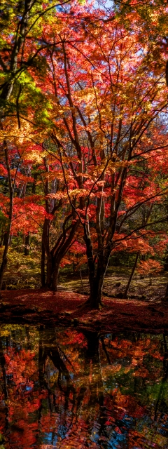 soku_34687.jpg :: 雲場池 秋 風景 自然 紅葉 赤い紅葉 水面 水鏡 