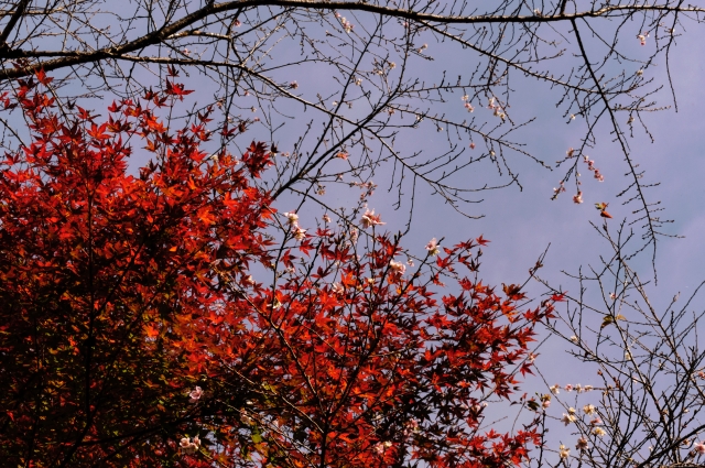 soku_34693.jpg :: 紅葉と四季桜 愛知県豊田市小原町 