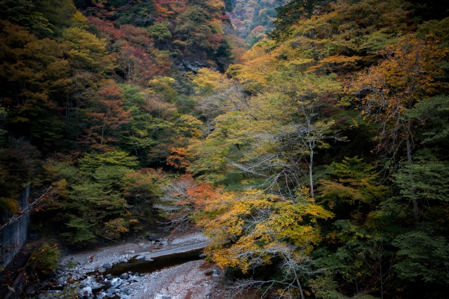 soku_34710.jpg :: 風景 自然 紅葉 黄色い紅葉 