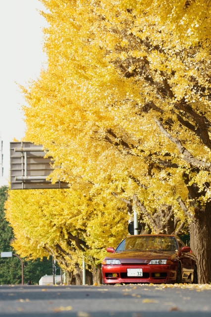soku_34729.jpg :: 写真部@車板 4コマ目 風景 自然 紅葉 黄色い紅葉 風景 郊外 車 ドライブ 