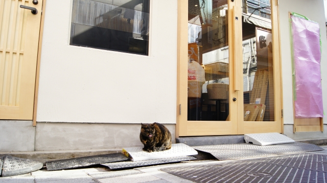 soku_34760.jpg :: 街角のスナップ 動物 哺乳類 猫 ネコ 