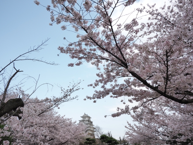 soku_34954.jpg :: 植物 花 桜 サクラ 満開 建築 建造物 城 