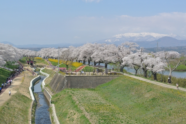 soku_34956.jpg :: 宮城県 一目千本桜 植物 花 桜 サクラ 満開 