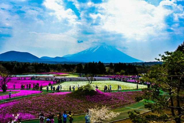 soku_34993.jpg :: 山梨 富士山芝桜まつり 