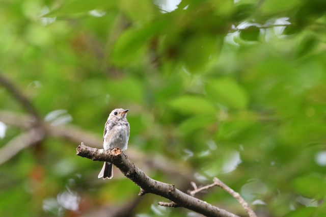 soku_35121.jpg :: 動物 鳥 野鳥 自然の鳥 コサメビタキ 幼鳥 