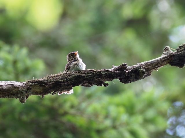 soku_35128.jpg :: 動物 鳥 野鳥 自然の鳥 サメビタキ 幼鳥 