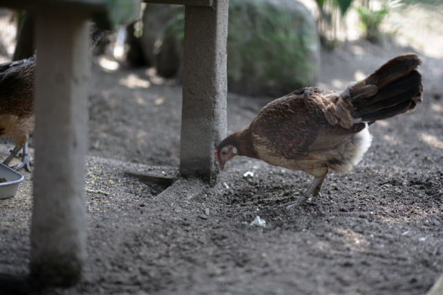 soku_35241.jpg :: 熊本市動植物園 動物 鳥 鶏 ニワトリ 