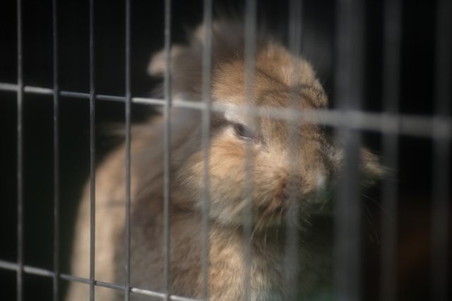 soku_35243.jpg :: 熊本市動植物園 動物 哺乳類 鼠 ネズミ カピバラ 