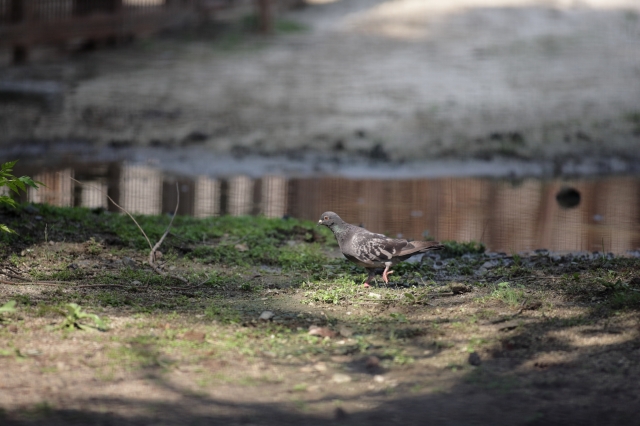 soku_35247.jpg :: 熊本市動植物園 動物 鳥 鳩 ハト 