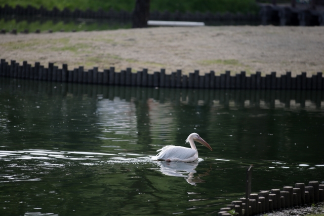 soku_35248.jpg :: 熊本市動植物園 動物 鳥 ペリカン 
