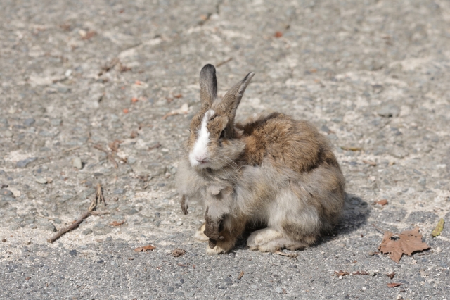soku_35270.jpg :: 大久野島のうさぎ。 動物 哺乳類 兎 ウサギ 