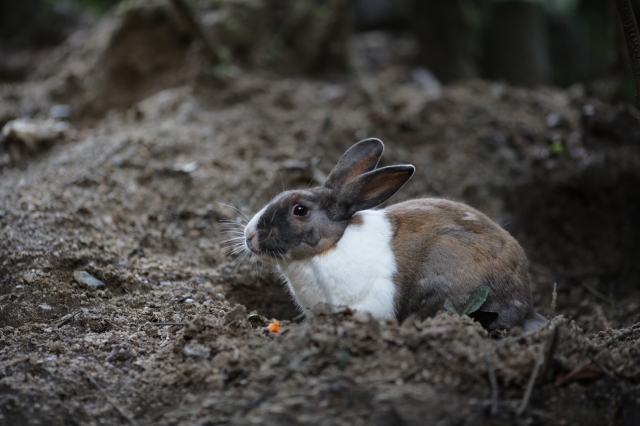 soku_35271.jpg :: 大久野島のうさぎ。 動物 哺乳類 兎 ウサギ 