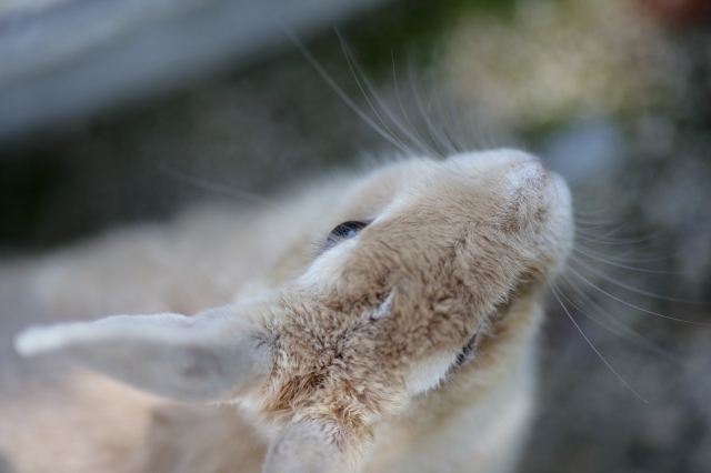 soku_35272.jpg :: 大久野島のうさぎ。 動物 哺乳類 兎 ウサギ 