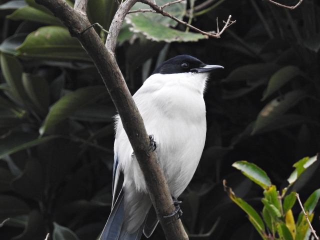 soku_35321.jpg :: 自然の鳥 野鳥 オナガ 