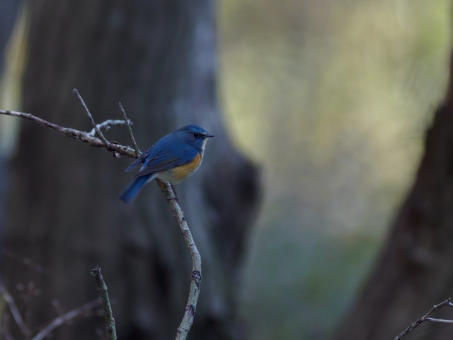 soku_35546.jpg :: 動物 鳥 野鳥 自然の鳥 ルリビタキ 