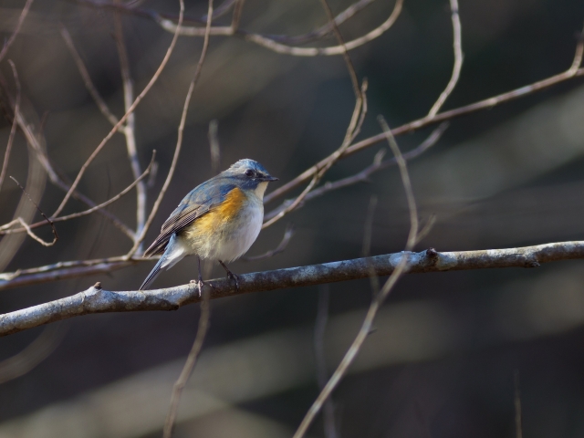 soku_35561.jpg :: 動物 鳥 野鳥 自然の鳥 ルリビタキ 