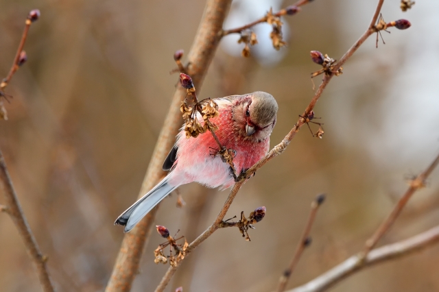 soku_35620.jpg :: 動物 鳥 野鳥 自然の鳥 ベニマシコ 