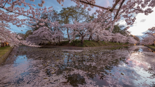 soku_35771.jpg :: 植物 花 桜 サクラ 風景 自然 水面 水鏡 
