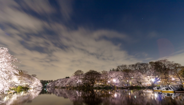soku_35776.jpg :: 井の頭公園 植物 花 桜 サクラ 夜桜 風景 自然 水面 水鏡 