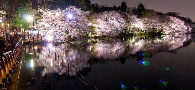 soku_35778.jpg :: 井の頭公園 夜桜 ゴースト 