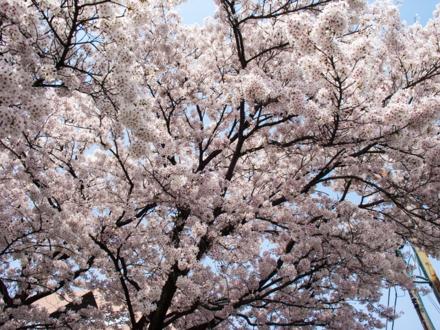 soku_35807.jpg :: 植物 花 桜 サクラ 満開 