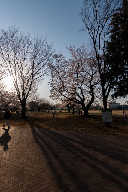 soku_35814.jpg :: 公園 逆光 長い影 桜 