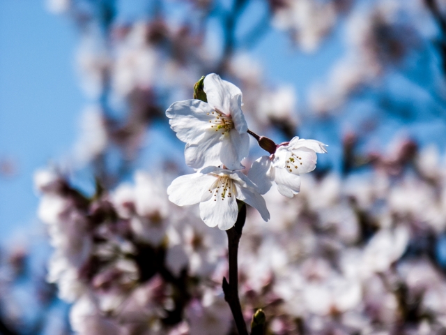 soku_35846.jpg :: 植物 花 桜 サクラ 花びら 