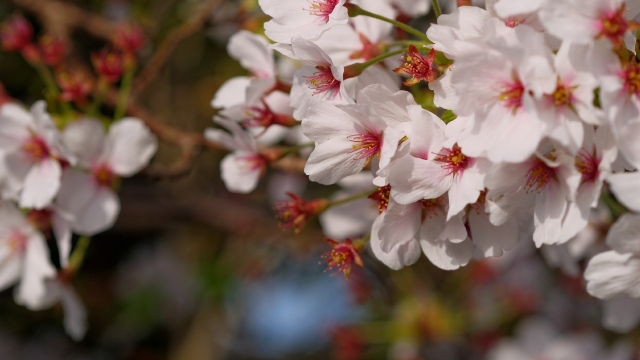 soku_35860.jpg :: 植物 花 桜 サクラ 