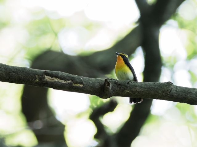 soku_35921.jpg :: 動物 鳥 野鳥 自然の鳥 キビタキ 