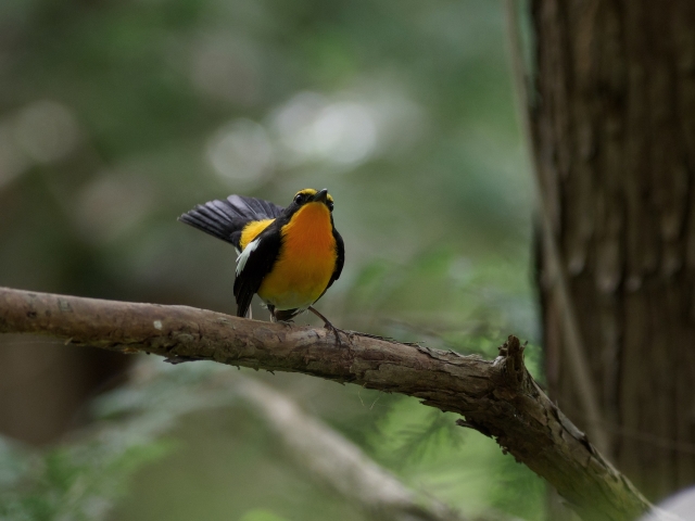 soku_35926.jpg :: 動物 鳥 野鳥 自然の鳥 キビタキ 
