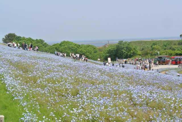soku_35956.jpg :: 国営ひたち海浜公園 ネモフィラ 植物 花 紫の花 