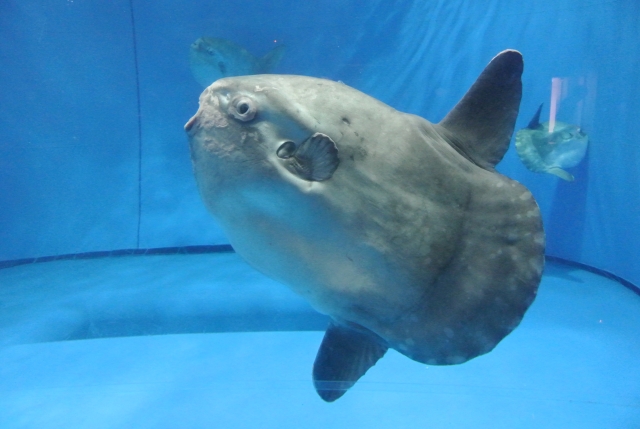 soku_35962.jpg :: 水族館 アクアワールド茨城県大洗水族館 動物 海の生物 マンボウ 