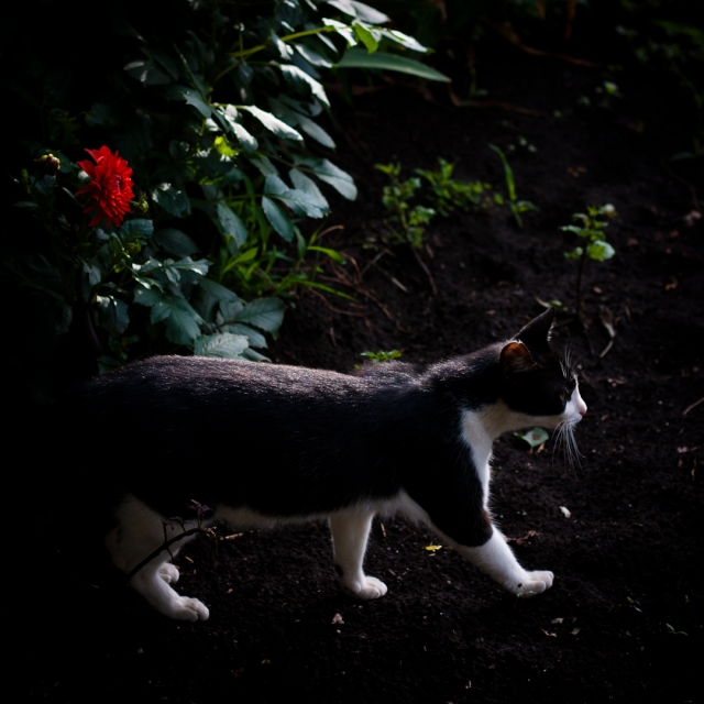 soku_35991.jpg :: 動物 哺乳類 猫 ネコ 植物 花 赤い花 