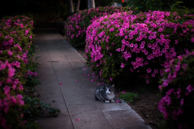 soku_35998.jpg :: ツツジ 動物 哺乳類 猫 ネコ 植物 花 ピンクの花 