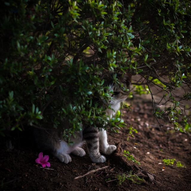 soku_35999.jpg :: 動物 哺乳類 猫 ネコ 植物 花 ピンクの花 ツツジ 