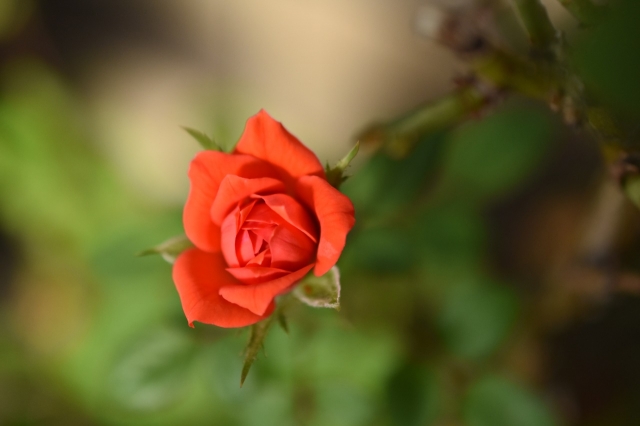 soku_36176.jpg :: バラの花 植物 花 赤い花 
