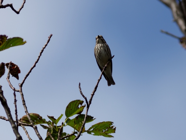 soku_36206.jpg :: 動物 鳥 野鳥 自然の鳥 エゾビタキ 